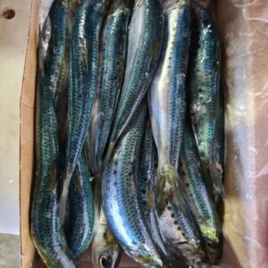 Sardine IQF